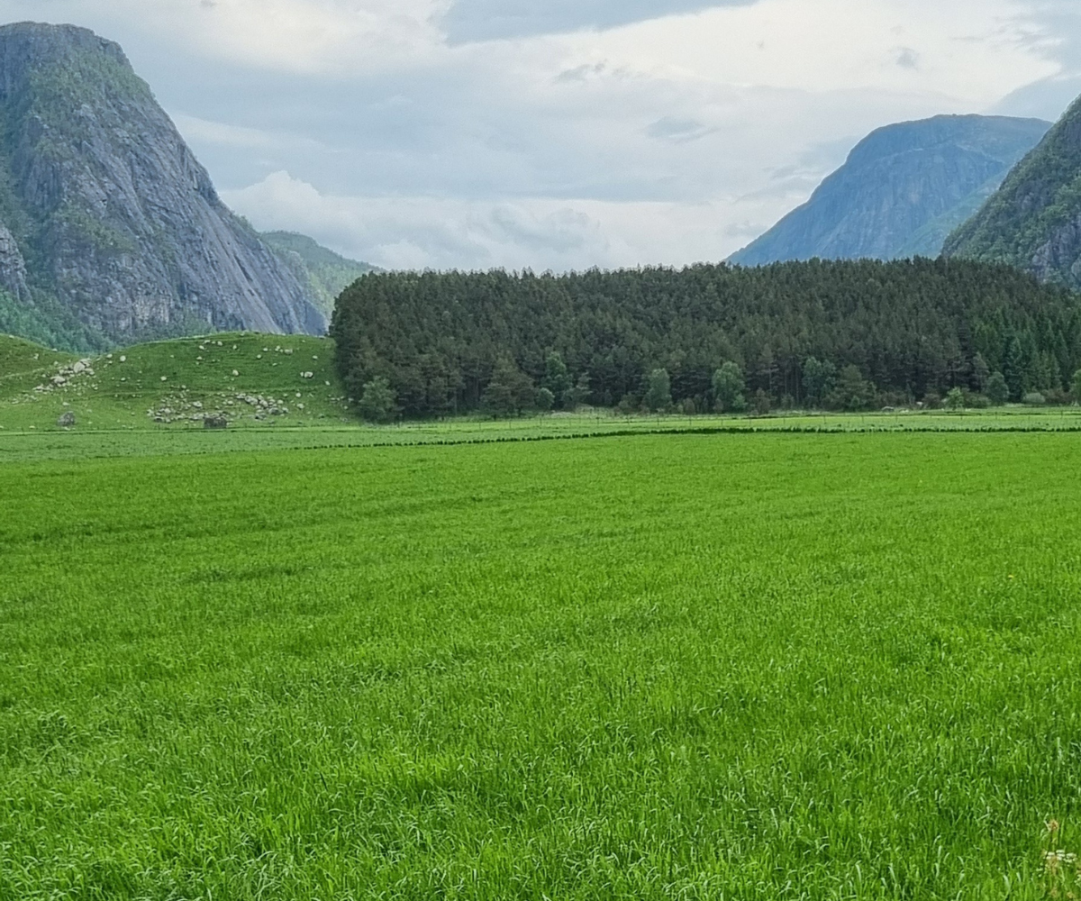 bilde av utburen